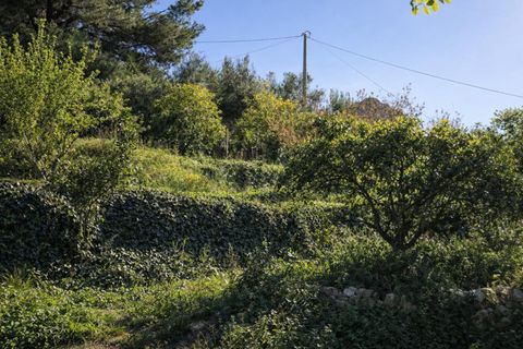 Tomt i Benimeli, Alicante, Benimeli - € 83 000 | Ref: PNPT297 - foto 11
